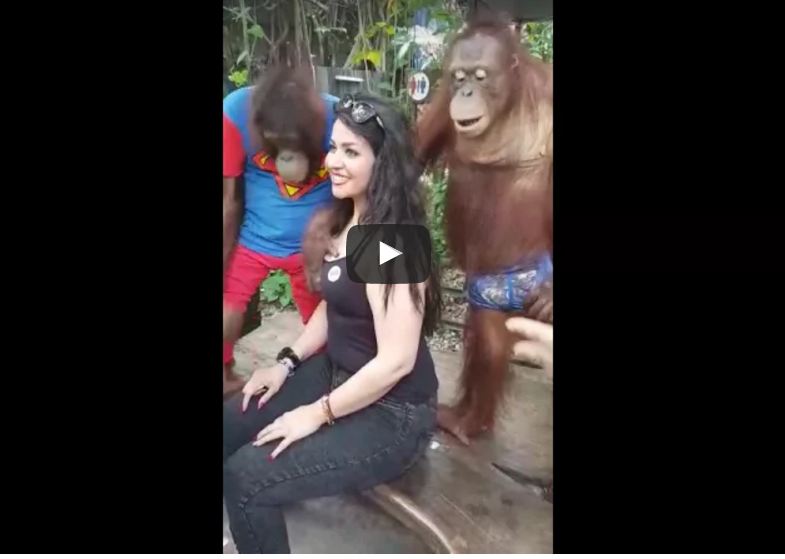 Chimpanzee attack on women