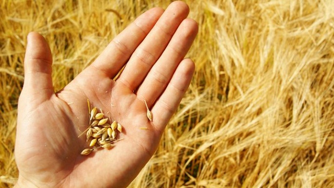 wheat purchase