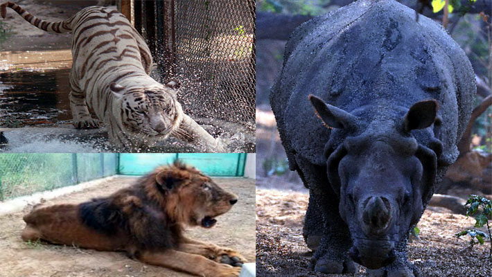rhino lohit babbar sher prince and white tiger aryan died in three month