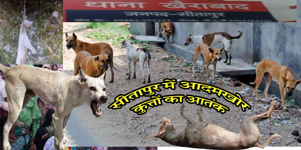 Dogs panic: 30 dogs killed after 9 deaths 18 injured in sitapur