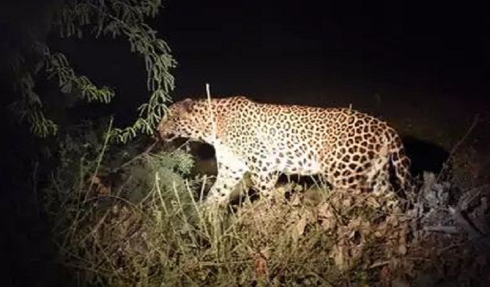 Leopard made a boy its prey in the Behraich region