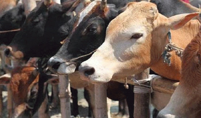 Yogi government's dream cure of cowshed fails completely in Shravasti