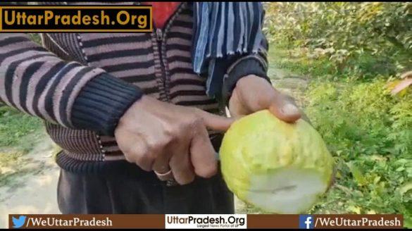 guava-up-to-1-kg-growing-in-the-orchard-of-a-progressive-farmer