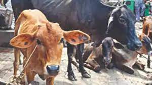 update-amroha-case-of-death-of-61-cows-in-amroha