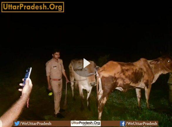 mathura-police-arrested-a-cow-smuggler-during-the-encounter