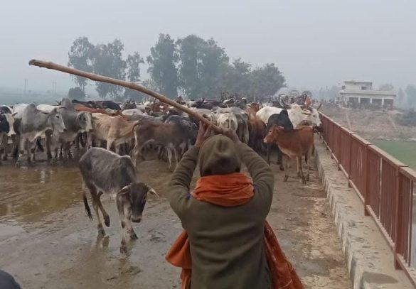 villagers-brought-stray-animals-to-the-bridge-pipariya-pul-pat