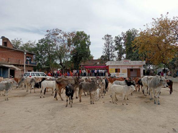 unnao-stray-cattle-in-block-development-officers-janchoupal