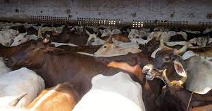 lucknow-instructions-for-special-monitoring-of-cattle-shelters