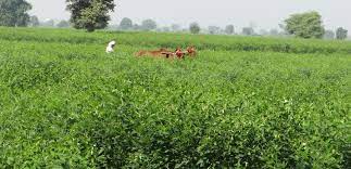 Special Report:- रबी के फसल के तुरंत बाद खेत में दलहनी फसल मूँग व उर्द की बुवाई करने से मिट्टी की उर्वरा क्षमता में वृद्धि होती है -कृषि रक्षा अधिकारी