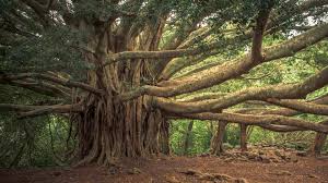 विरासत वृक्षों से समृद्ध है उत्तर प्रदेश, बोधि वृक्ष और पारिजात के साथ बुलंदशहर के नरौरा में है दुनिया का सबसे पुराना बरगद का पेड़
