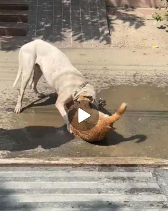 noida-video-of-attack-by-pitbull-breed-dog-goes-viral