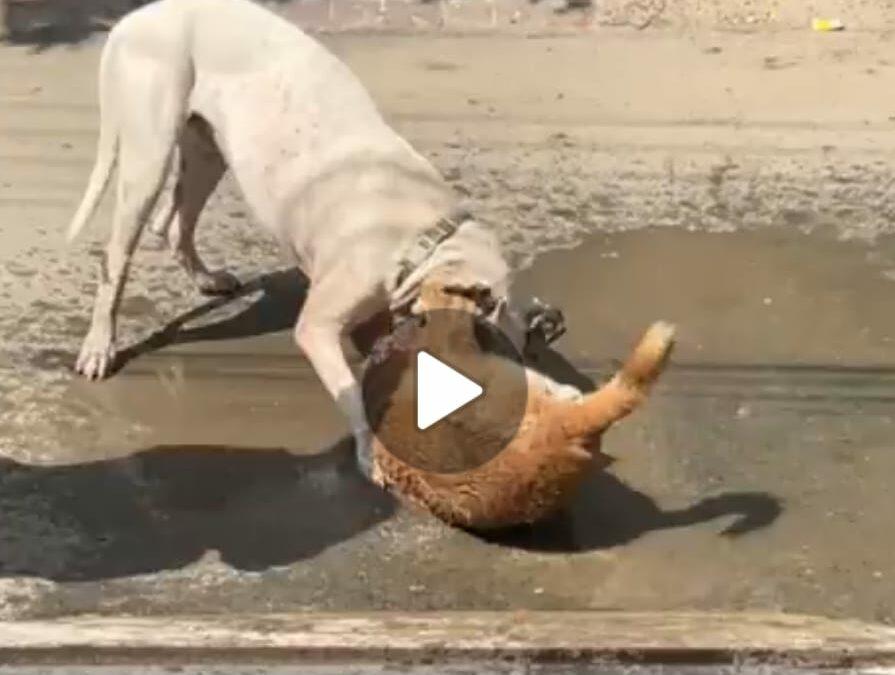 नोएडा :-पिटबुल नस्ल के कुत्ते के हमले का वीडियो वायरल।